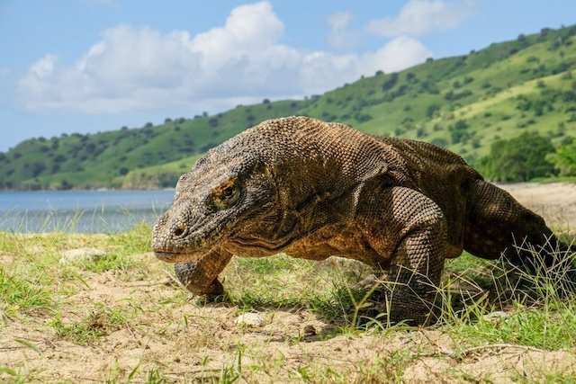 Komodo Islands Adventure